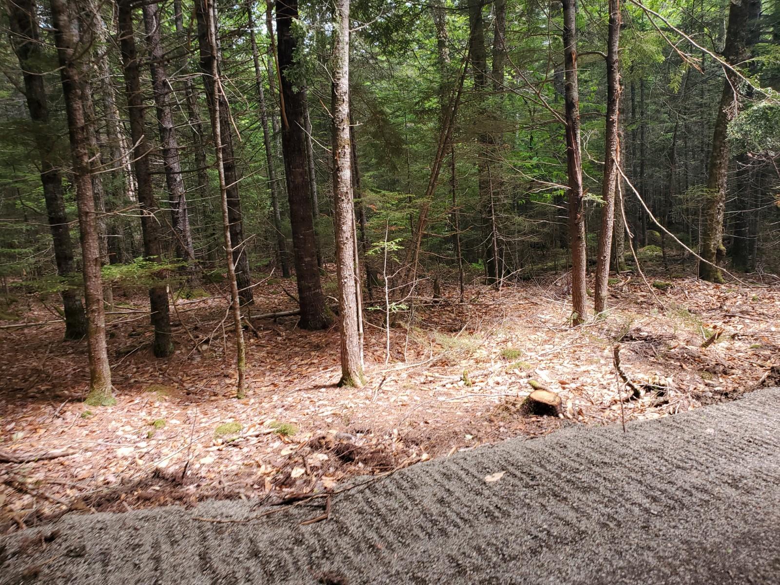 Lot # Carlow Road Wesley, ME 04686 - Photo 4 of 5 20210604_133527