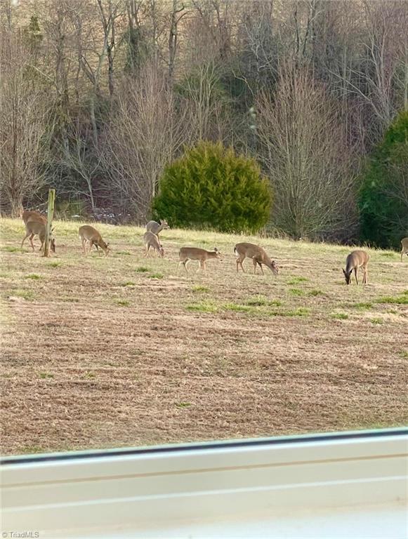 322 Layell Road Elkin, NC 28621 - Photo 40 of 46 Abundant wildlife
