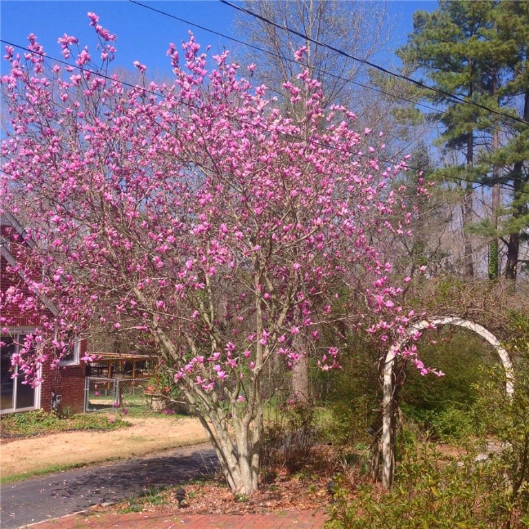 256 Riggs Drive Clemson, SC 29631 - Photo 24 of 31 Photos from Spring 2019