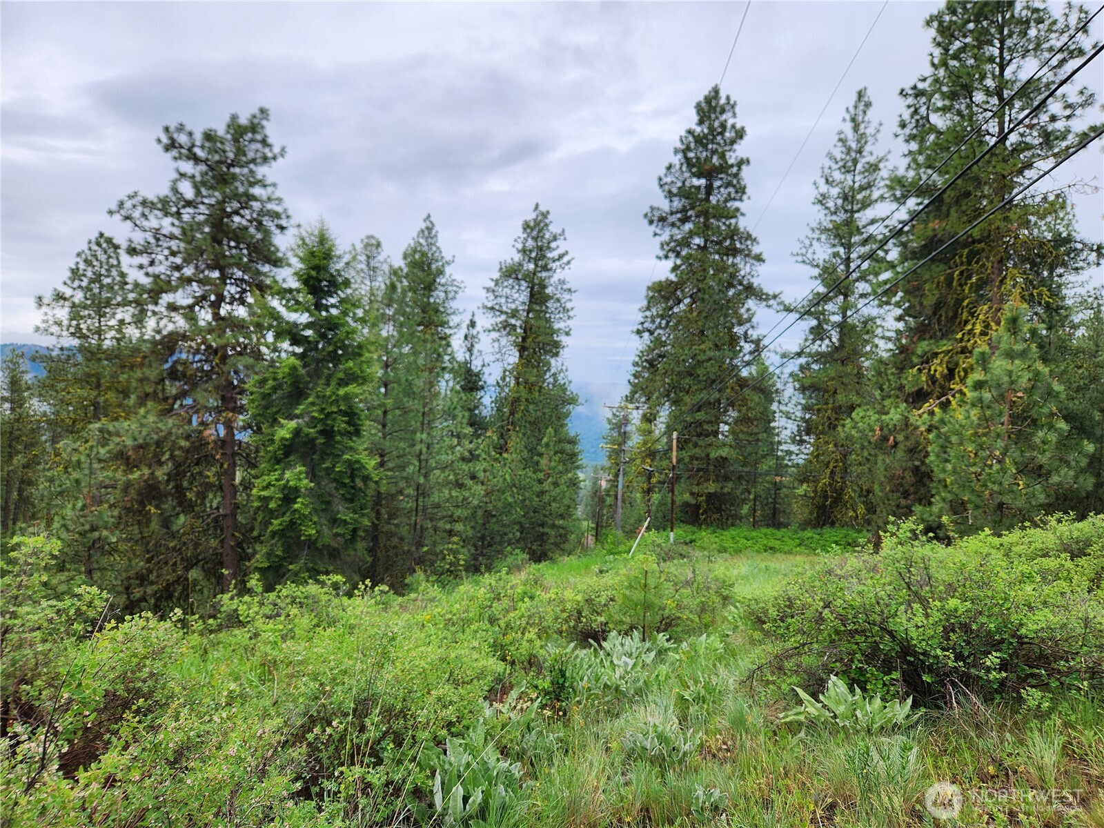 74-75 Gold Mt Road Republic, WA 99166 - Photo 10 of 25 a view of a lush green forest