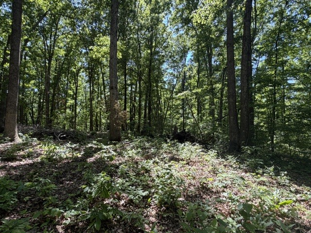 1 Bbq Road Dickson, TN 37055 - Photo 2 of 8 a view of a yard with plants and tree