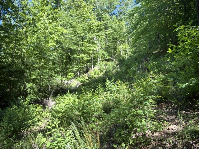 1 Bbq Road Dickson, TN 37055 - Photo 3 of 8 a view of a lush green forest with lots of trees
