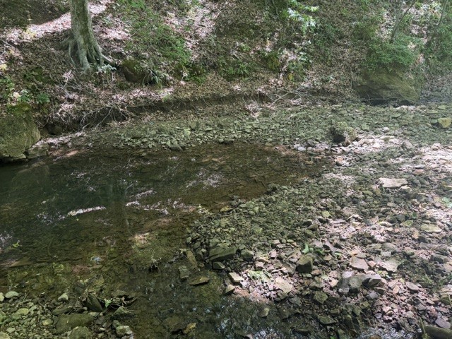 1 Bbq Road Dickson, TN 37055 - Photo 5 of 8 a view of a forest