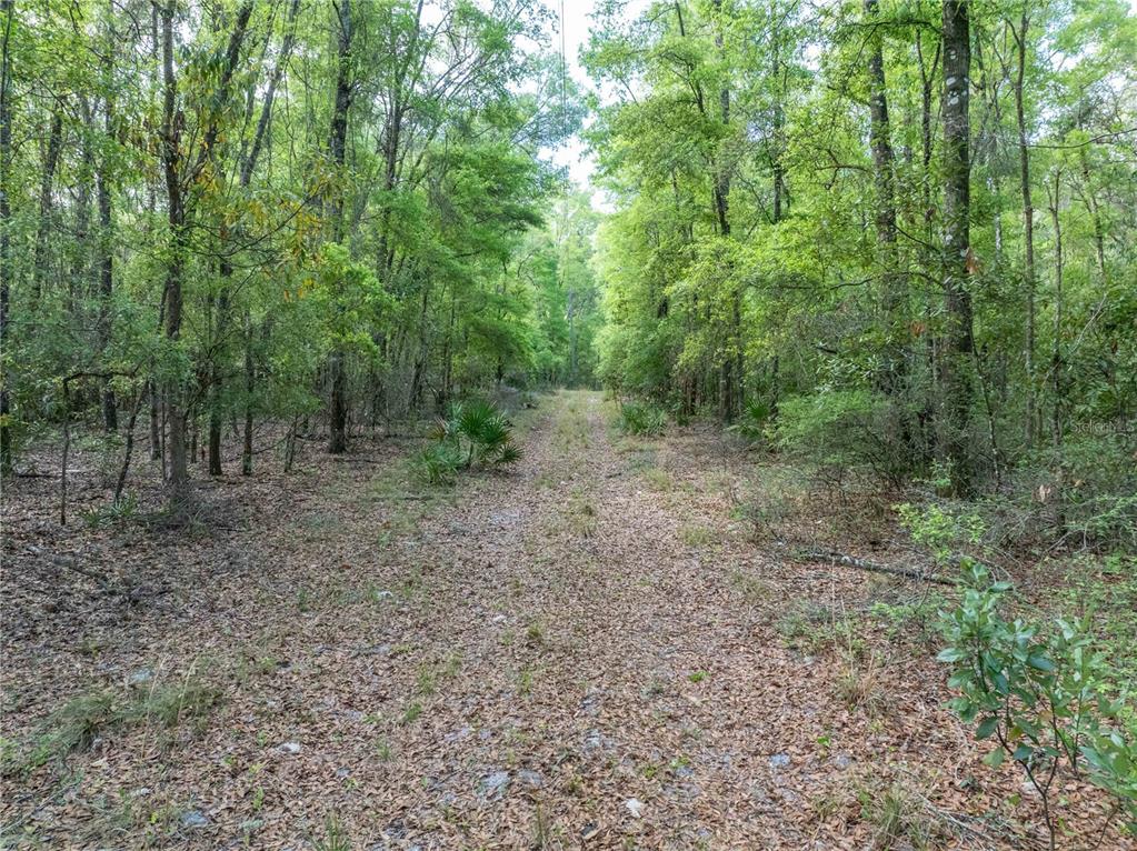 290 Southwest Rattlesnake Glen Fort White, FL 32038 - Photo 15 of 31 a view of a forest with trees in the background