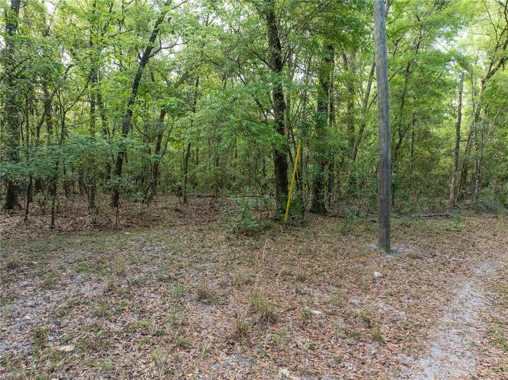 290 Southwest Rattlesnake Glen Fort White, FL 32038 - Photo 16 of 31 a view of a forest with trees in the background