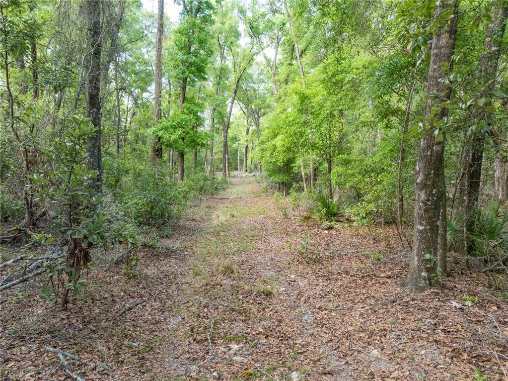 290 Southwest Rattlesnake Glen Fort White, FL 32038 - Photo 17 of 31 a view of a forest with trees in the background