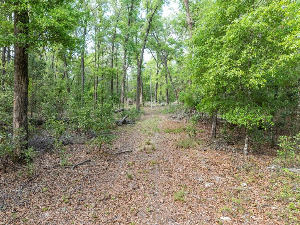 290 Southwest Rattlesnake Glen Fort White, FL 32038 - Photo 18 of 31 a view of a forest with trees in the background