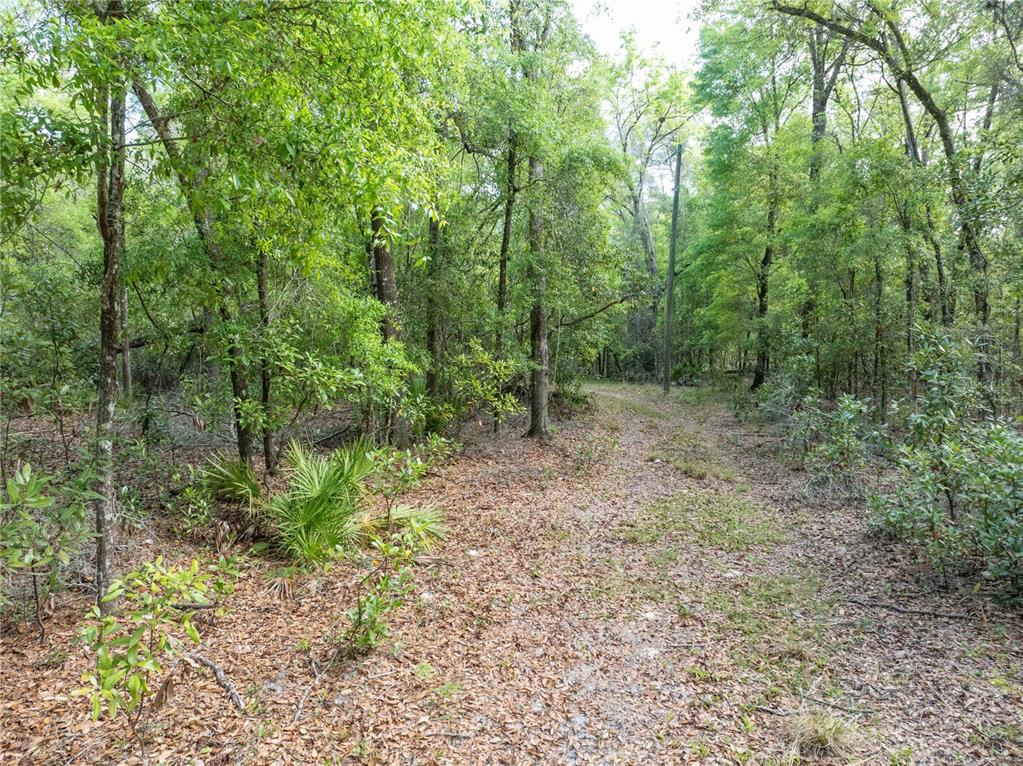 290 Southwest Rattlesnake Glen Fort White, FL 32038 - Photo 19 of 31 a view of a forest with trees in the background