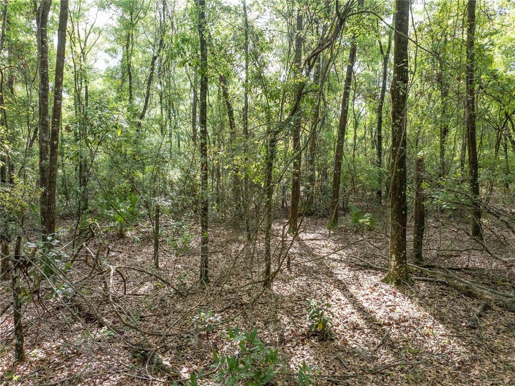 290 Southwest Rattlesnake Glen Fort White, FL 32038 - Photo 20 of 31 a view of outdoor space and green space