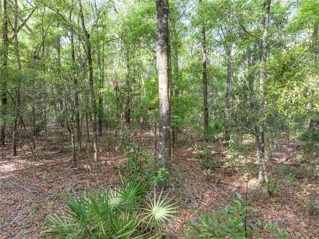 290 Southwest Rattlesnake Glen Fort White, FL 32038 - Photo 21 of 31 a view of forest