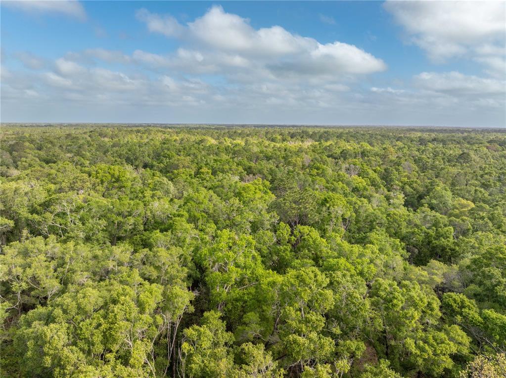 290 Southwest Rattlesnake Glen Fort White, FL 32038 - Photo 26 of 31 a view of a yard