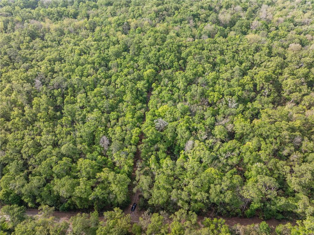 290 Southwest Rattlesnake Glen Fort White, FL 32038 - Photo 5 of 31 a view of a lush green field