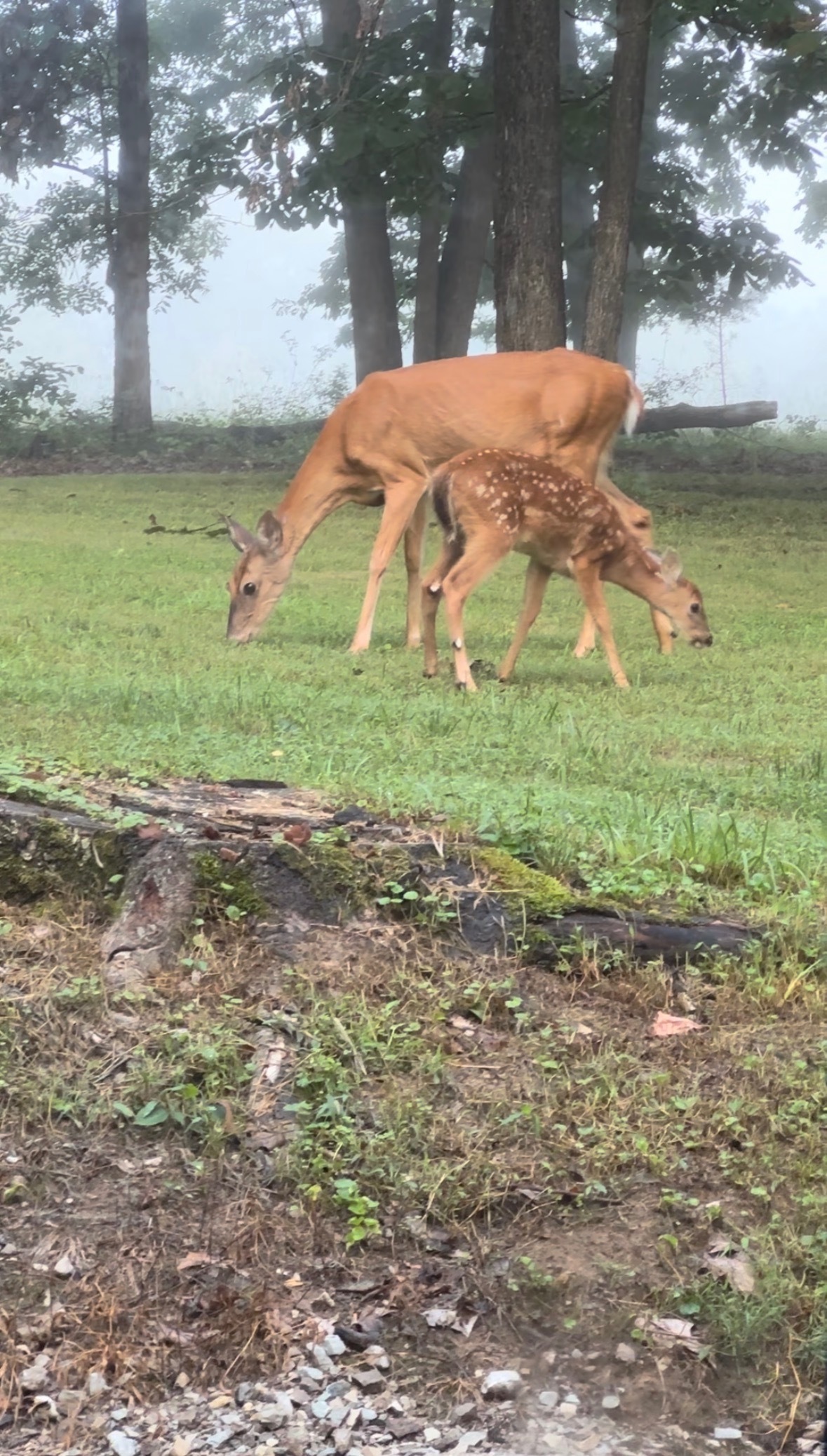 1598 Curley Shingles Road Nashville, IN 47448 - Photo 54 of 57