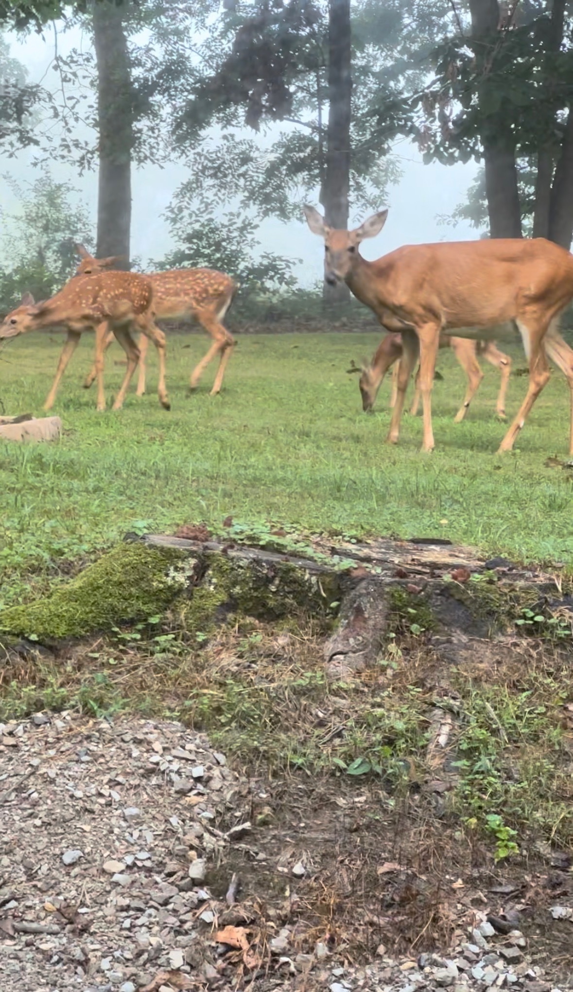 1598 Curley Shingles Road Nashville, IN 47448 - Photo 55 of 57