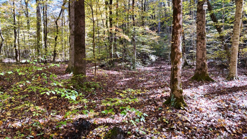 0 Kilburn Hollow Road Waynesboro, TN 38485 - Photo 13 of 27 a backyard of a house with lots of green space