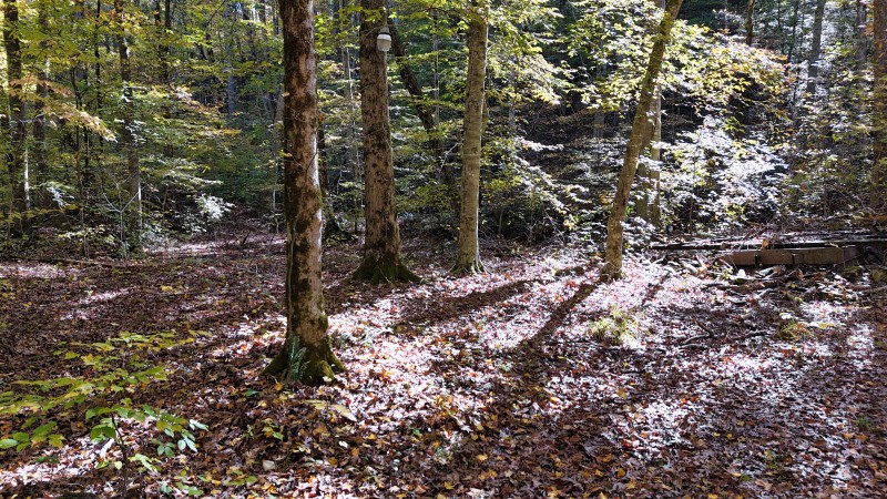 0 Kilburn Hollow Road Waynesboro, TN 38485 - Photo 14 of 27 a view of a forest with trees