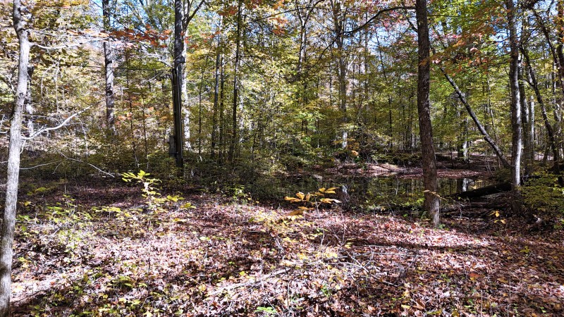 0 Kilburn Hollow Road Waynesboro, TN 38485 - Photo 17 of 27 a view of a forest filled with trees