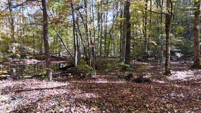 0 Kilburn Hollow Road Waynesboro, TN 38485 - Photo 18 of 27 a view of a forest with trees