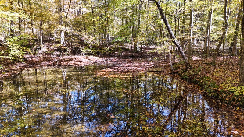 0 Kilburn Hollow Road Waynesboro, TN 38485 - Photo 21 of 27 a backyard of a house with a tree