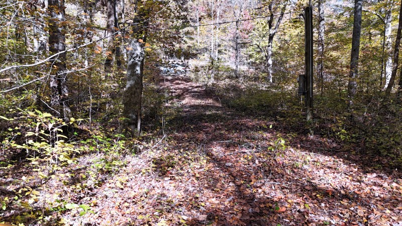 0 Kilburn Hollow Road Waynesboro, TN 38485 - Photo 26 of 27 a view of a forest with a tree