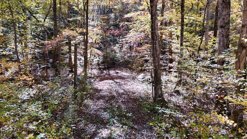 0 Kilburn Hollow Road Waynesboro, TN 38485 - Photo 27 of 27 a view of a trees