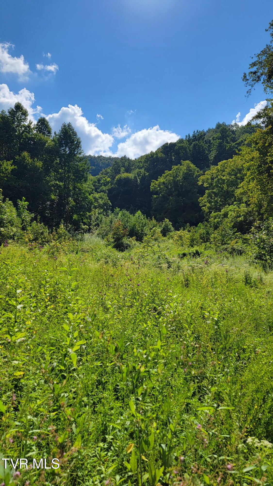 0 Cloud Creek Road Rogersville, TN 37857 - Photo 5 of 18 1581167551122927585