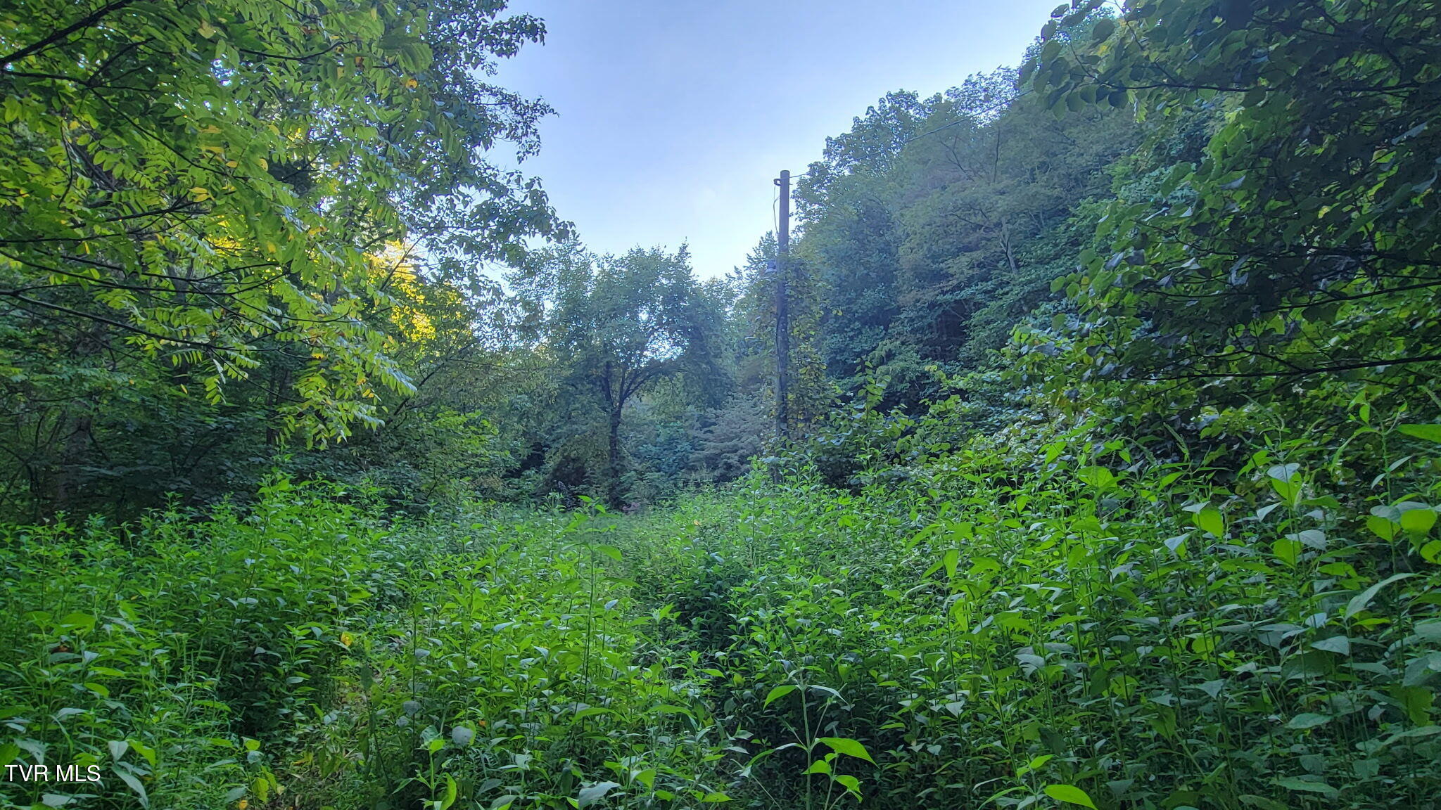 0 Cloud Creek Road Rogersville, TN 37857 - Photo 6 of 18 1050959764588596917