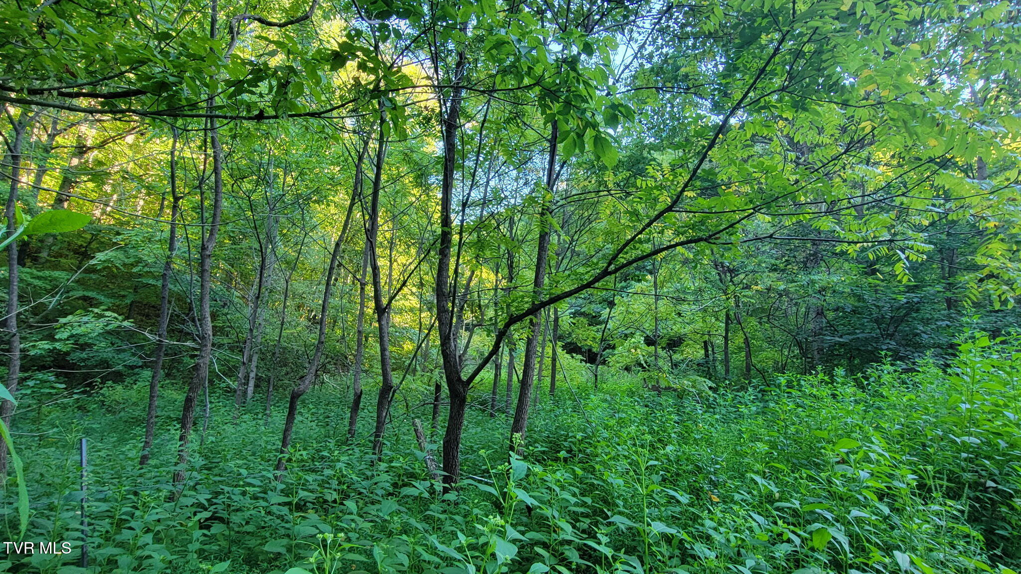 0 Cloud Creek Road Rogersville, TN 37857 - Photo 7 of 18 3571168534548644788