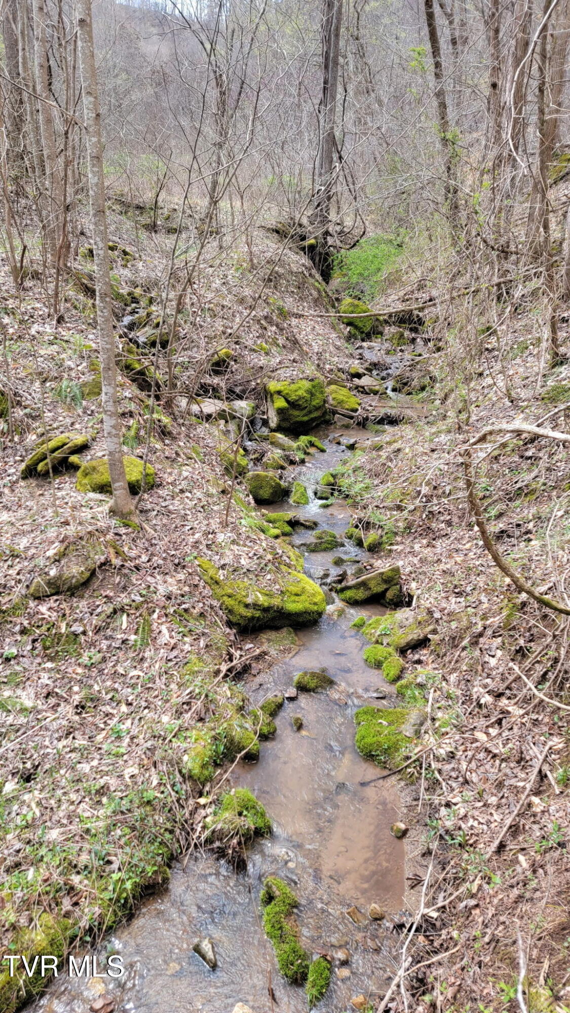 0 Cloud Creek Road Rogersville, TN 37857 - Photo 8 of 18 4502877123820596144