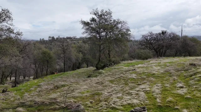 a view of a yard with trees in the background