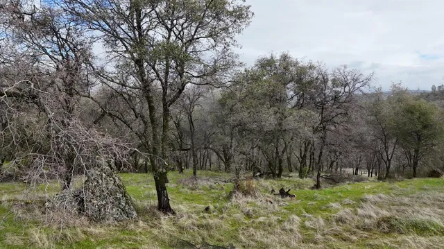 a view of lush green forest