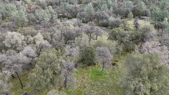 a view of a forest with trees in the background