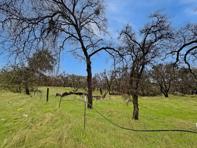 a view of yard with an trees