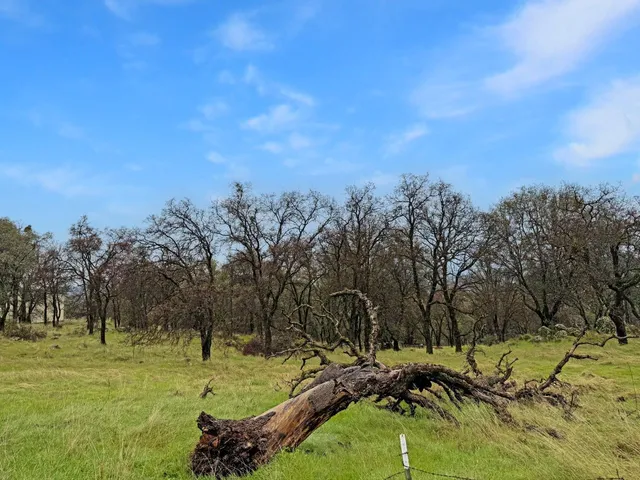 a view of a park with large trees