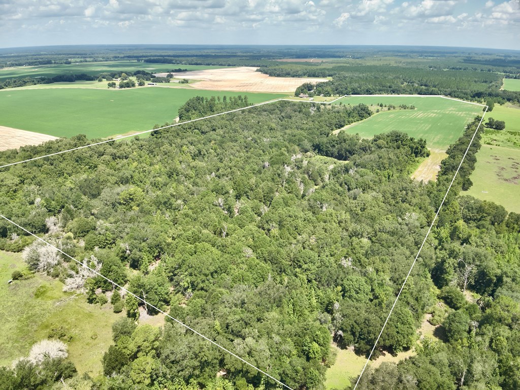 92-acres Bazemore Mill Pond Road Gordon, AL 36343 - Photo 5 of 15