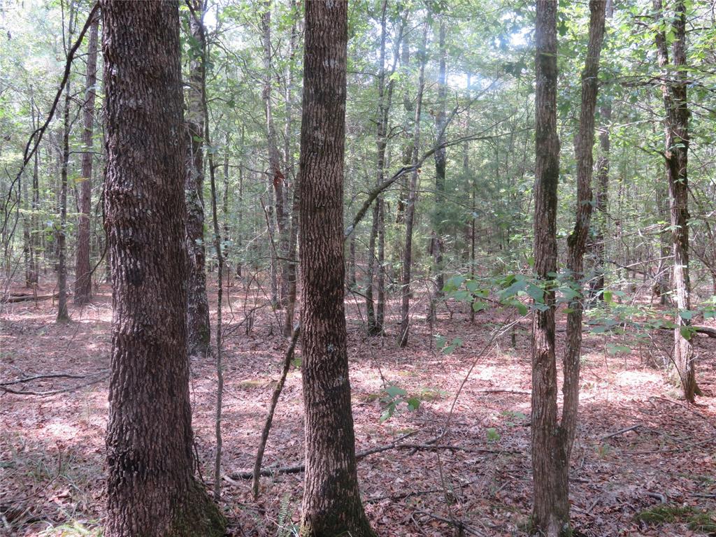 0 Clyde Place Vivian, LA 71082 - Photo 12 of 14 a view of forest