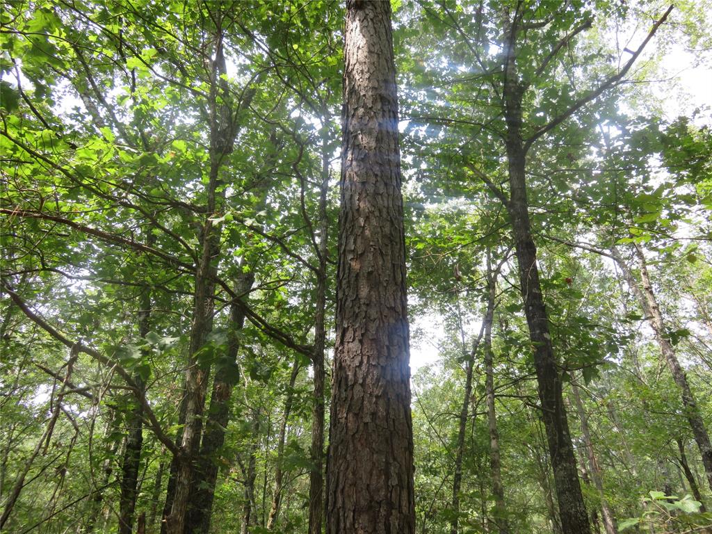 0 Clyde Place Vivian, LA 71082 - Photo 13 of 14