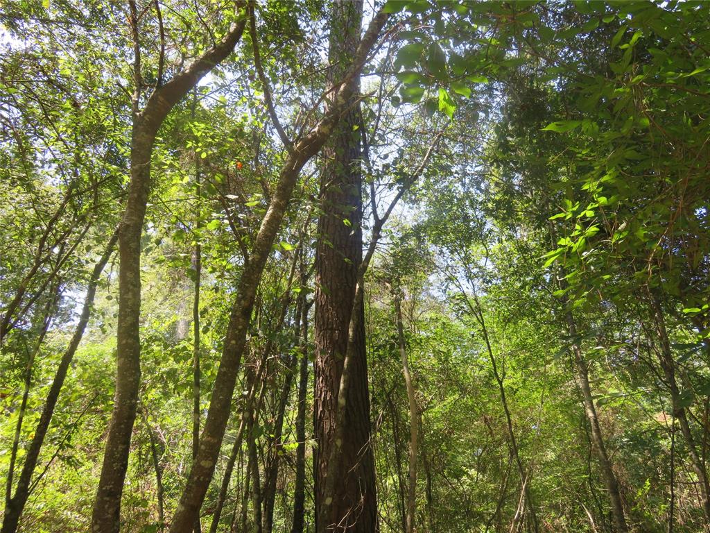 0 Clyde Place Vivian, LA 71082 - Photo 14 of 14 a view of forest