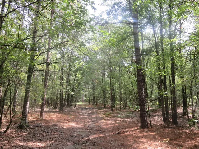 a view of a forest with trees in the background