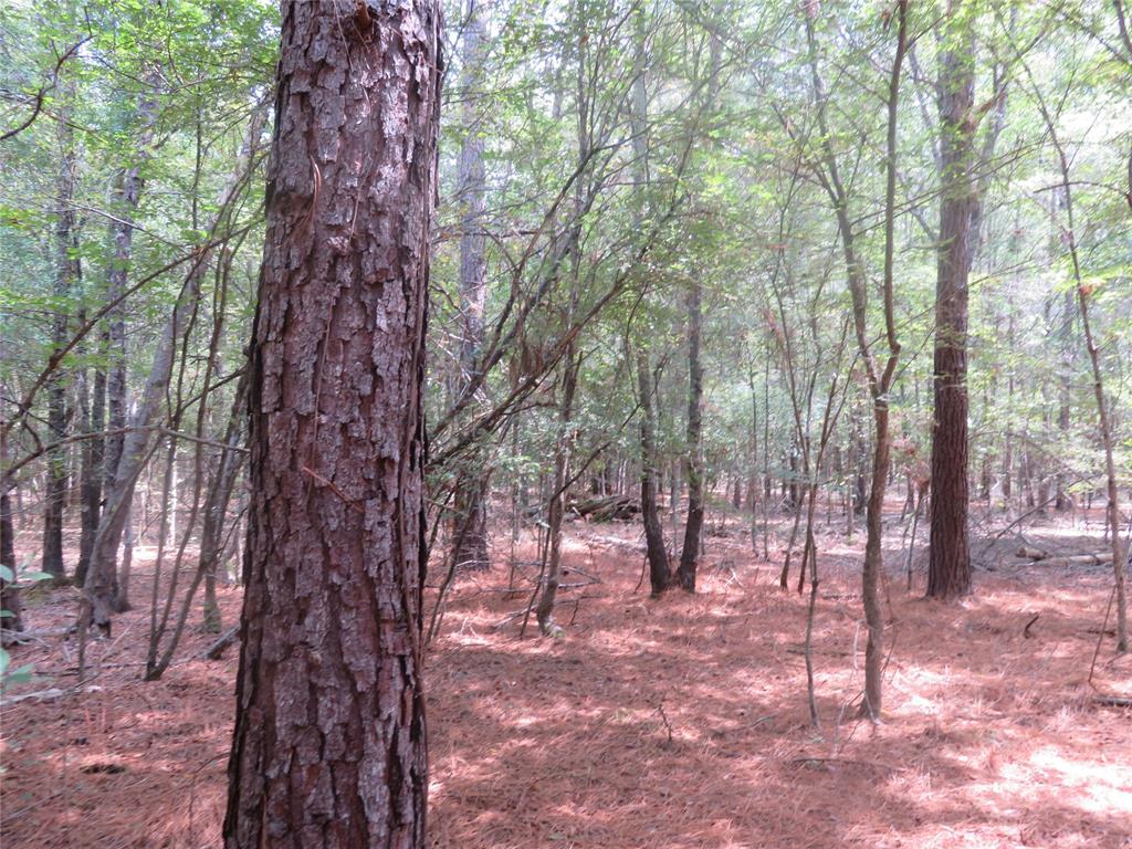 0 Clyde Place Vivian, LA 71082 - Photo 4 of 14 a view of outdoor space