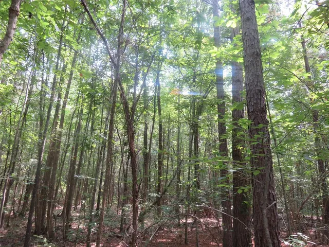 a view of a forest that has large trees