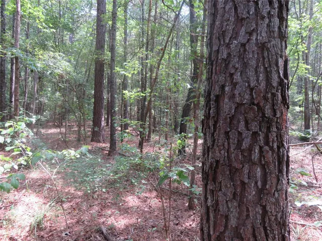 a view of a forest filled with trees