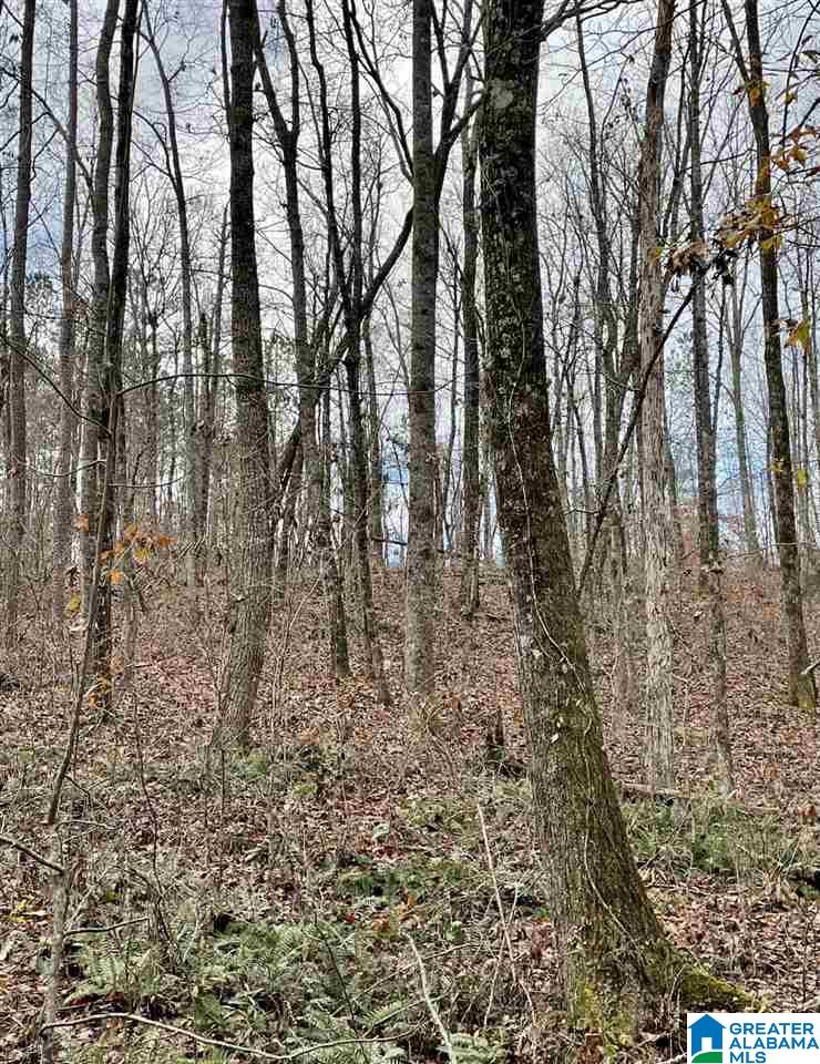 0 Old Wadley Road, Unit 80 Wadley, AL 36276 - Photo 7 of 10
