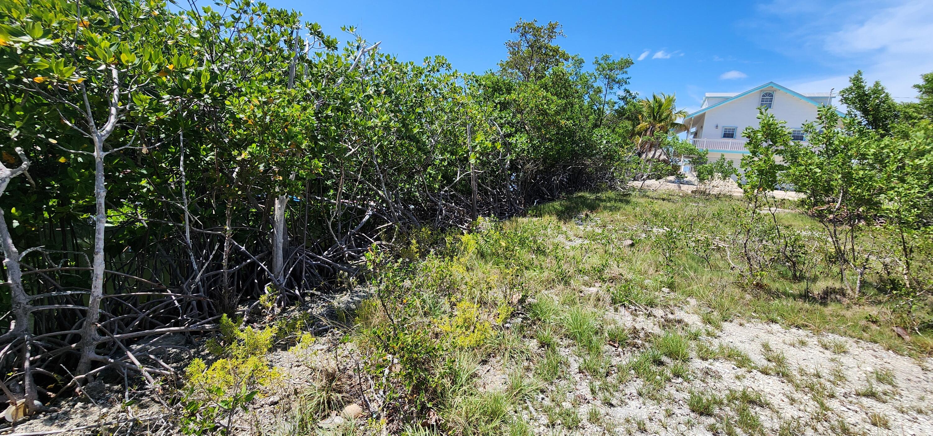 5 Coral Way Big Pine Key, FL 33043 - Photo 11 of 19 a view of a garden with plants and large trees