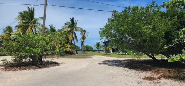a view of a park with palm trees