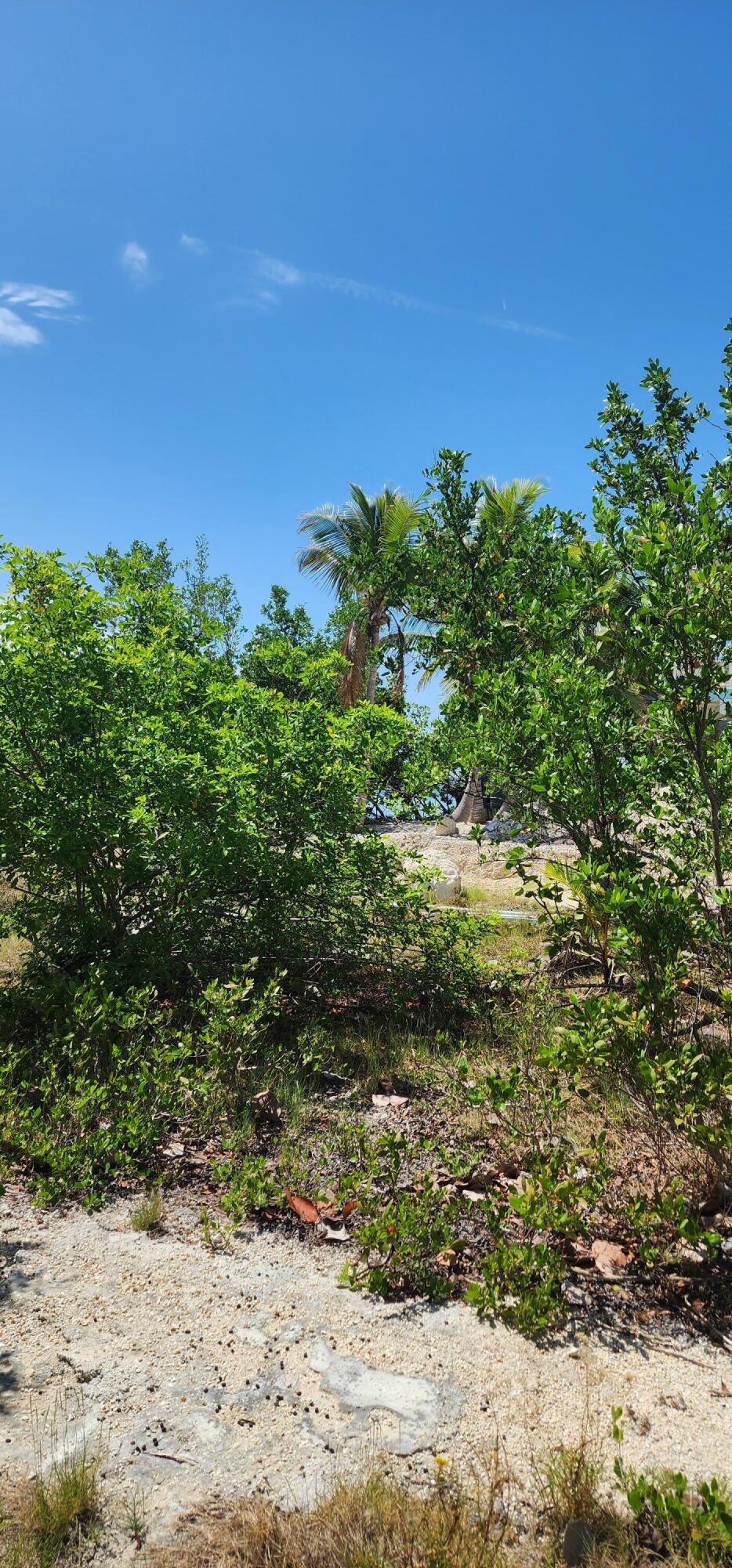 5 Coral Way Big Pine Key, FL 33043 - Photo 15 of 19 a view of a yard with plants and a building