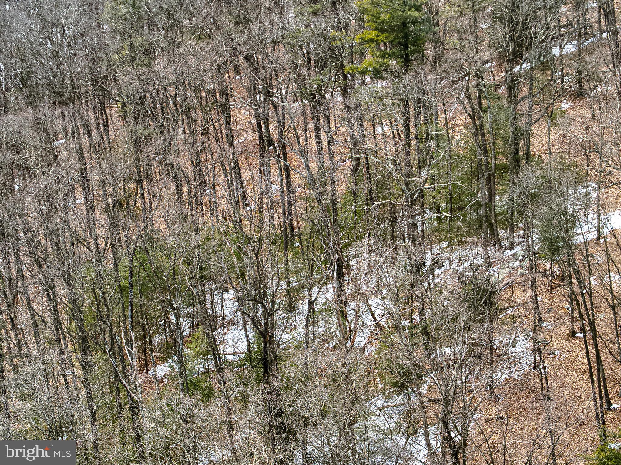 0 Chambersburg Road Orrtanna, PA 17353 - Photo 35 of 43 a view of forest