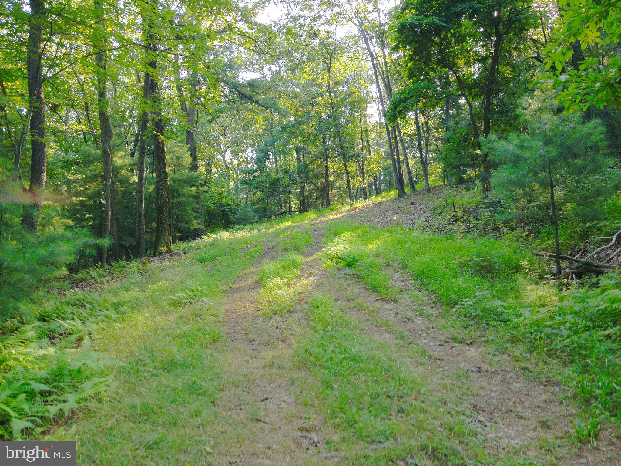 0 Chambersburg Road Orrtanna, PA 17353 - Photo 5 of 43 a view of lush green forest with lots of trees