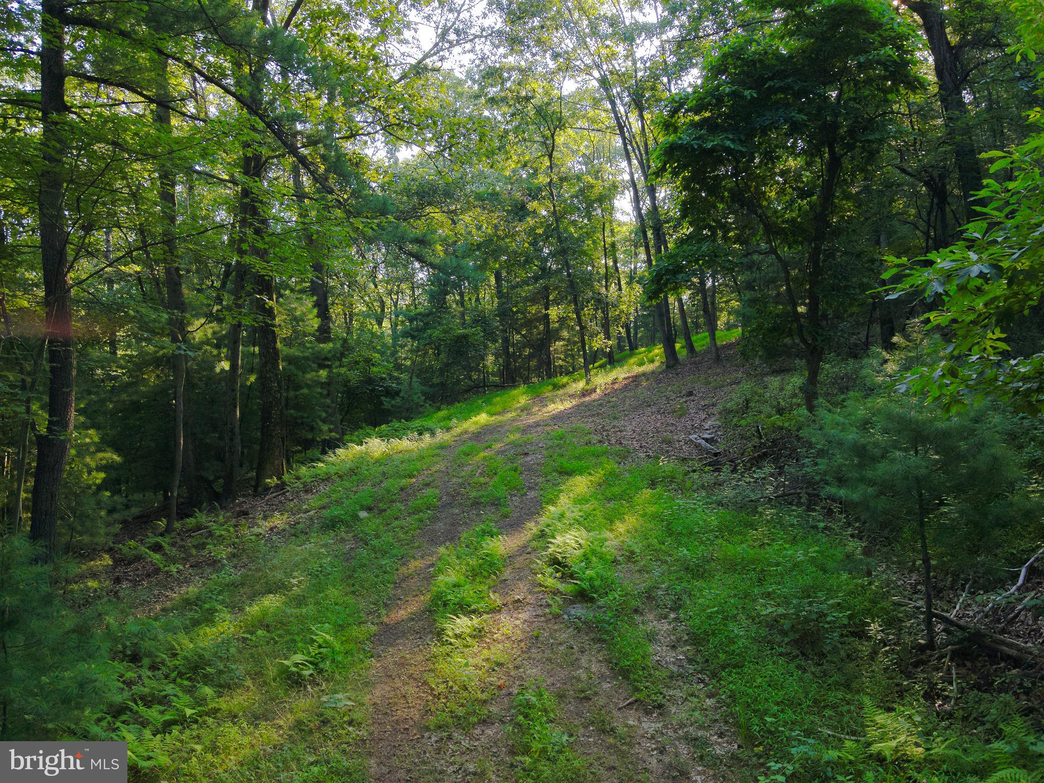 0 Chambersburg Road Orrtanna, PA 17353 - Photo 7 of 43 a view of a yard with large trees