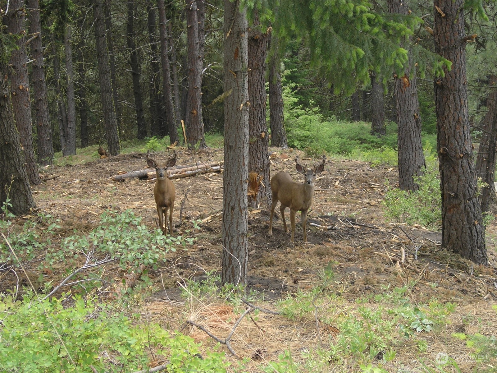 2520 Big Tail Road Cle Elum, WA 98922 - Photo 24 of 24 Gallery Image 24